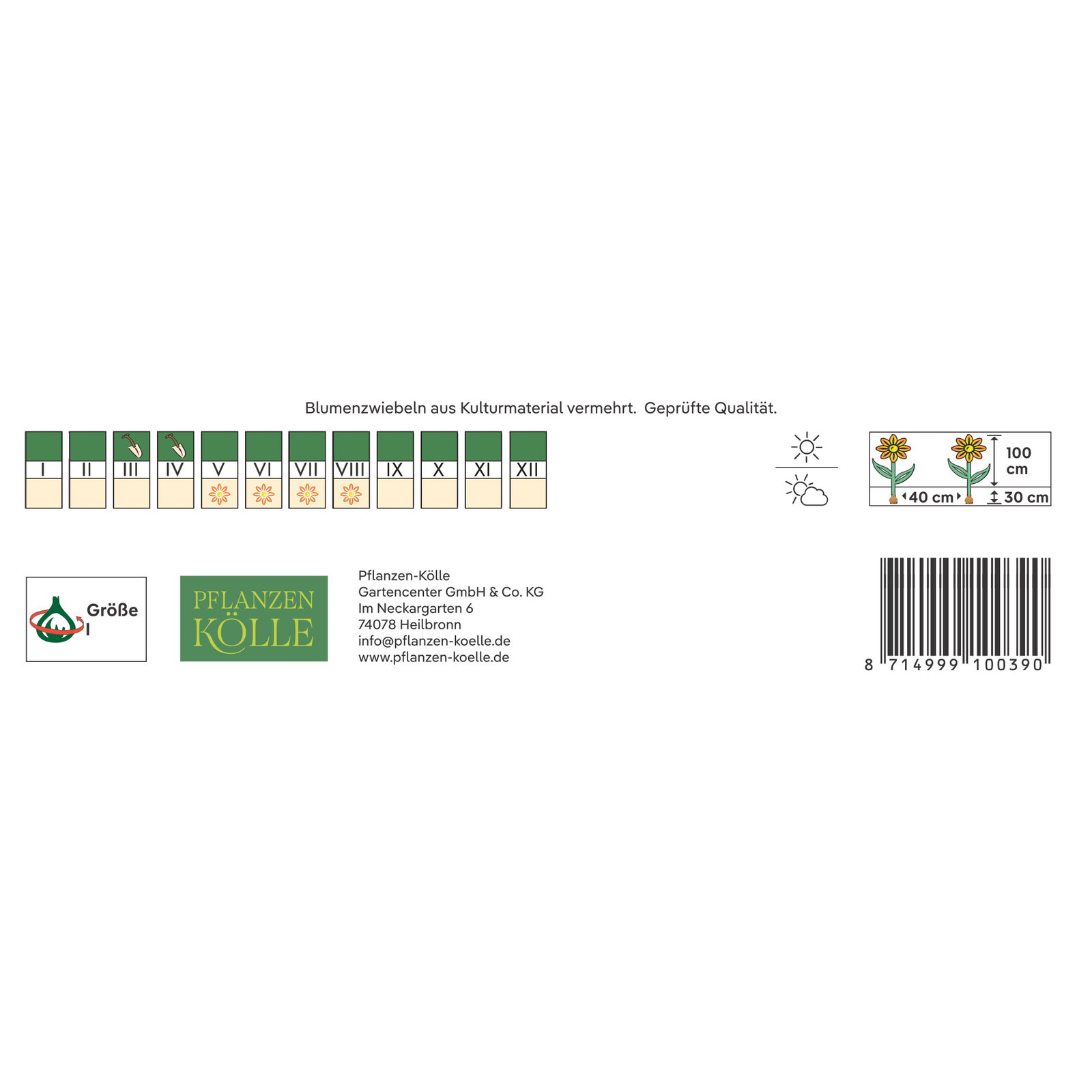 Kölles Beste Lupinen Mischung, 3 Blumenknollen