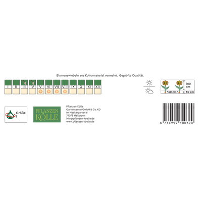 Kölles Beste Lupinen Mischung, 3 Blumenknollen