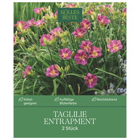 Kölles Beste Taglilie Entrapment, 2 Blumenknollen