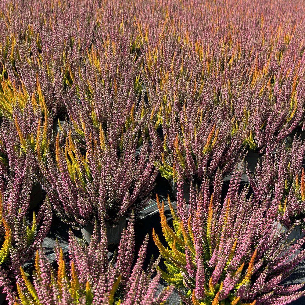 Calluna 'Beauty Ladies® Symphony', rot-orange, Topf-Ø 12 cm, 3 Pflanzen