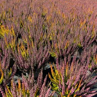 Calluna 'Beauty Ladies® Symphony', rot-orange, Topf-Ø 12 cm, 3 Pflanzen