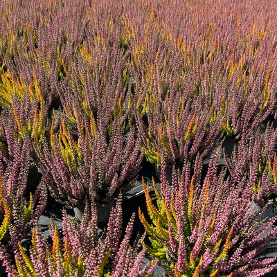 Calluna 'Beauty Ladies® Symphony', Farbe zufällig, Topf-Ø 12 cm, 3 Pflanzen Calluna 'Beauty Ladies® Symphony', Farbe zufällig, Topf-Ø 12 cm, 3 Pflanzen