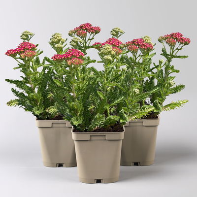 Bio Schafgarbe rot, Topf 11x11 cm, 3 Pflanzen Bio Schafgarbe rot, Topf 11x11 cm, 3 Pflanzen