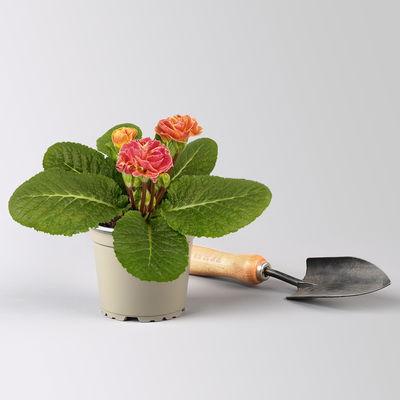 Pflanzen-Set Frühlingsharmonie, 12 Pflanzen inkl. Erde