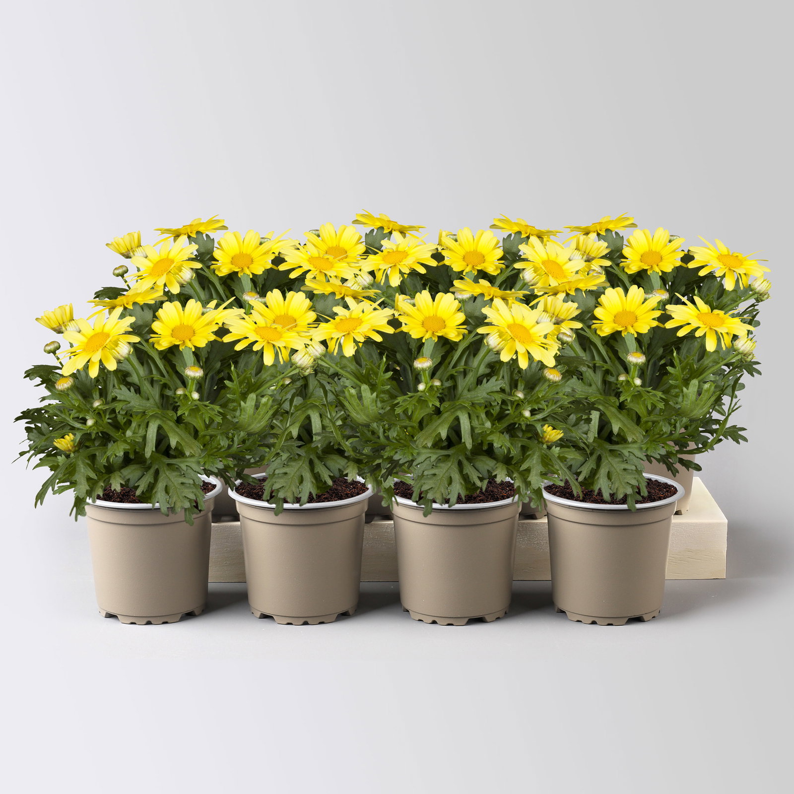 Margerite, hellgelb, Topf-Ø 11 cm, 8 Pflanzen Margerite, hellgelb, Topf-Ø 11 cm, 8 Pflanzen