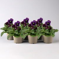 Stiefmütterchen Frizzle Sizzle®, rot, gewellt, Topf-Ø13 cm, 6 Pflanzen