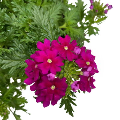 Eisenkraut dunkellila, Topf-Ø 12 cm, 6 Stück