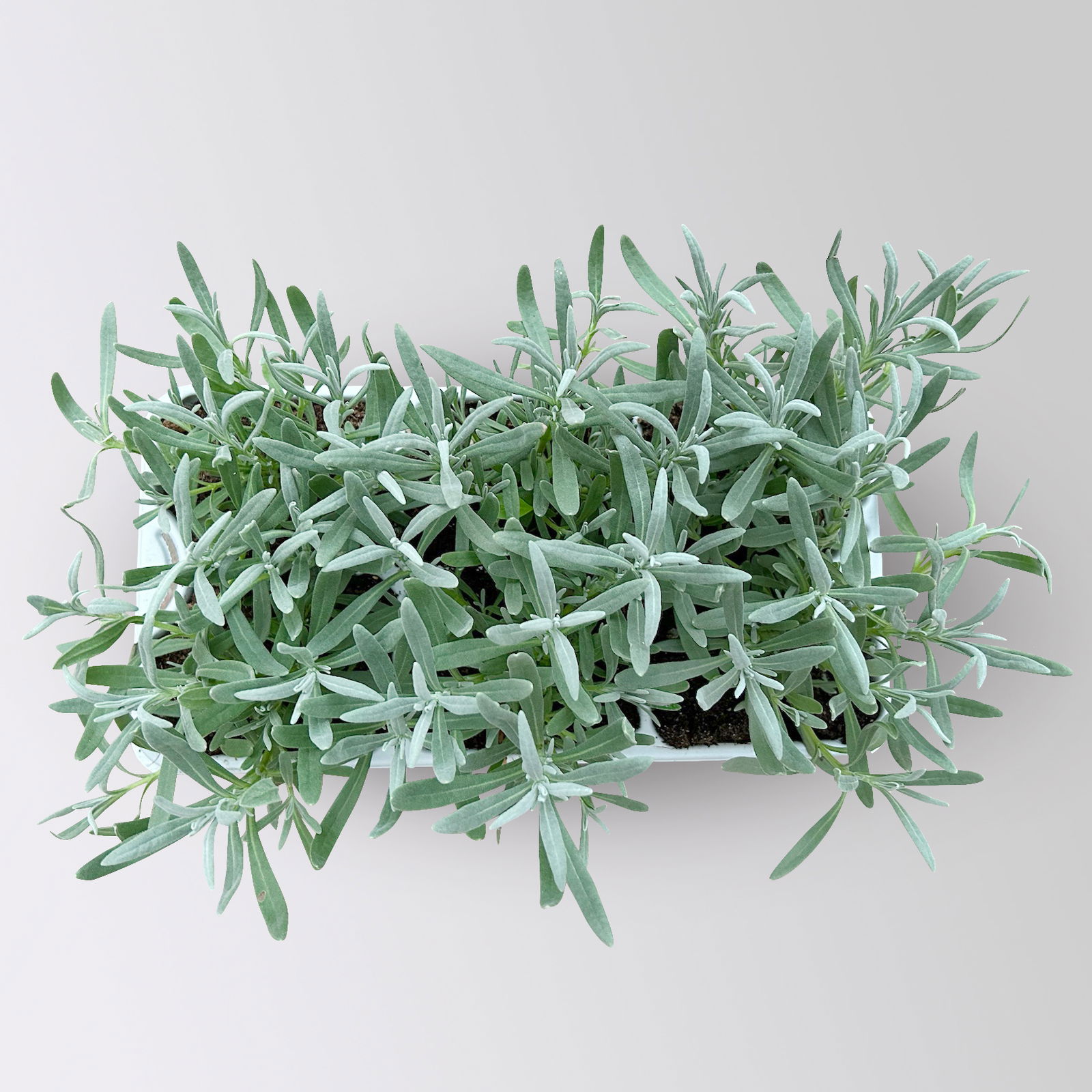 Lavendel, weiß, Ballen-Ø ca. 7 cm, 3x 6 Pflanzen im Tray