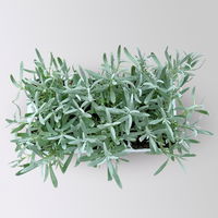 Lavendel, weiß, Ballen-Ø ca. 7 cm, 3x 6 Pflanzen im Tray