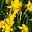 Narzisse 'Tête-à-Tête' gelb, vorgetrieben, Topf-Ø 23 cm