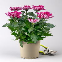 Chrysantheme 'Chrysanne® Zembla' lila, großblumig, Topf-Ø 17cm, 2 Stück