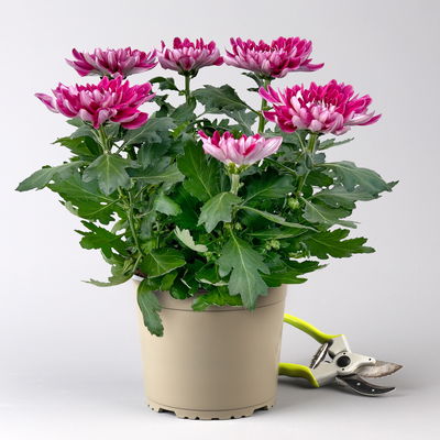 Chrysantheme 'Chrysanne® Zembla', lila, großblumig, Topf-Ø 17cm, 2 Pflanzen