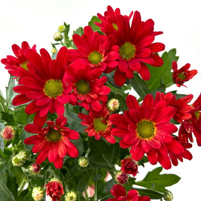 Chrysanthemen, rot, Topf-Ø 12 cm, 6 Pflanzen Chrysanthemen, rot, Topf-Ø 12 cm, 6 Pflanzen