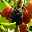Maulbeere, Morus 'Mojo Berry'®, 3er-Set, Höhe 40-60 cm, Topf 4,6 Liter