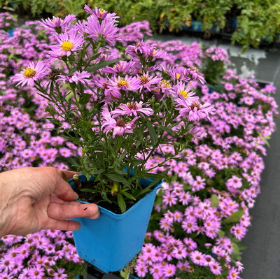 Bio Kissenaster 'Herbstgruß vom Bresserhof' rosa, Topf 11x11 cm, 3 Pflanzen Bio Kissenaster 'Herbstgruß vom Bresserhof' rosa, Topf 11x11 cm, 3 Pflanzen