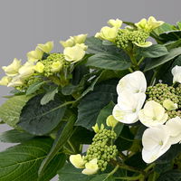 Kölle Tellerhortensie, Hydrangea macropylla, weiß, im 5 lt. Topf