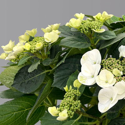 Kölle Tellerhortensie, Hydrangea macropylla, weiß, im 5 lt. Topf Kölle Tellerhortensie, Hydrangea macropylla, weiß, im 5 lt. Topf