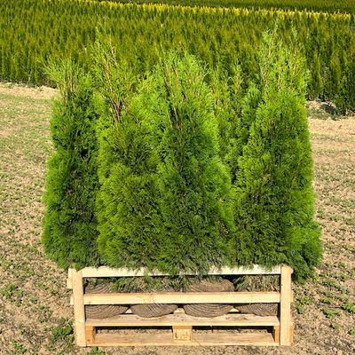 Thuja occidentalis 'Smaragd', Höhe 100 - 125 cm, mit Ballen, 10 Stück Thuja occidentalis 'Smaragd', Höhe 100 - 125 cm, mit Ballen, 10 Stück