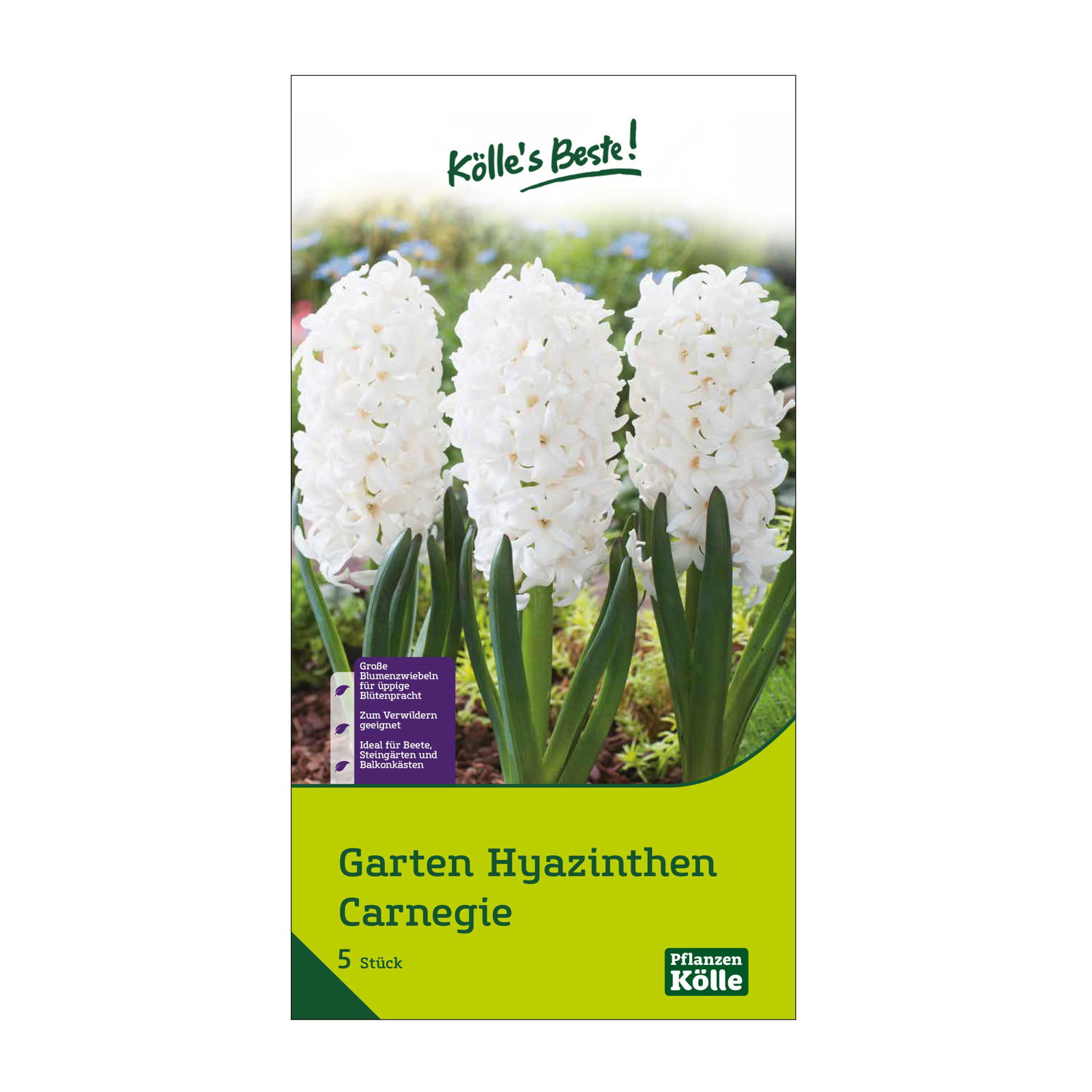 Garten-Hyazinthen 'Carnegie', weiß, 5 Blumenzwiebeln