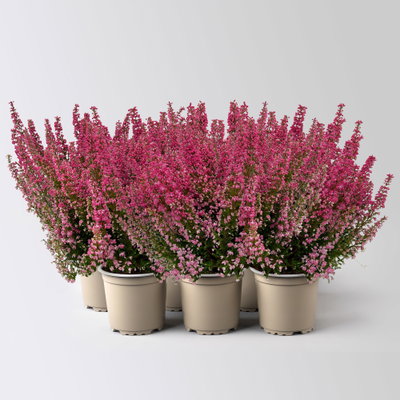 Glockenheide 'Beauty Queens®', rot, Farbe variiert, Topf-Ø 12 cm, 6 Pflanzen Glockenheide 'Beauty Queens®', rot, Farbe variiert, Topf-Ø 12 cm, 6 Pflanzen