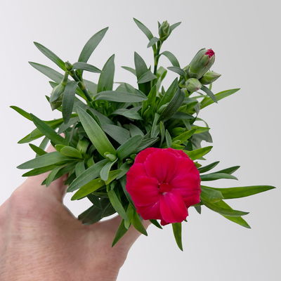 Dianthus 'Oscar' Mini, Farbmix, Topf-Ø 7 cm, 6 Pflanzen