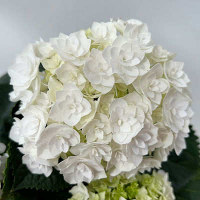 Hortensie 'Florencia' weiß, 3+Dolden, Topf-Ø 10 cm, 2er-Set Hortensie 'Florencia' weiß, 3+Dolden, Topf-Ø 10 cm, 2er-Set