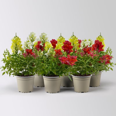 Löwenmäulchen 'Trio', bunt, Topf-Ø 13 cm, 6 Pflanzen Löwenmäulchen 'Trio', bunt, Topf-Ø 13 cm, 6 Pflanzen