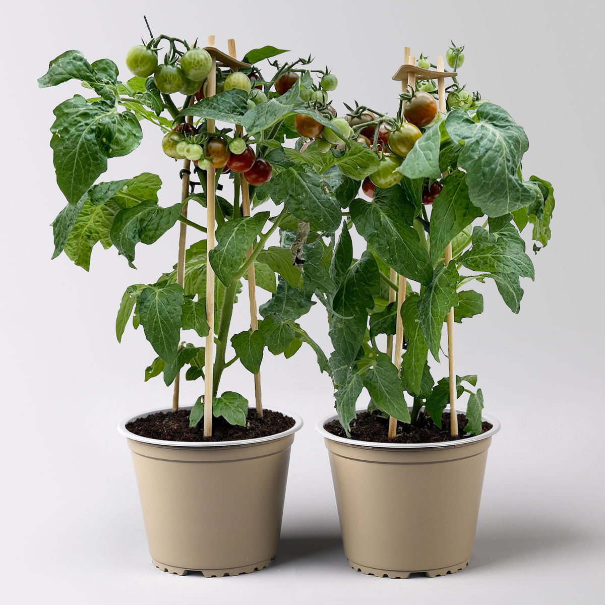 Cherrytomate 'Pick-&-Joy® Cherry Tomato Brown', Topf-Ø 14 cm, 2 Pflanzen