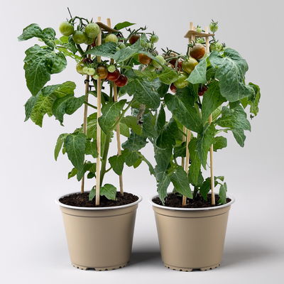 Cherrytomate 'Pick-&-Joy® Cherry Tomato Brown', Topf-Ø 14 cm, 2 Pflanzen