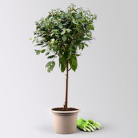 Fuchsie, Stamm, Farbe zufällig, Topf-Ø 23 cm Fuchsie, Stamm, Farbe zufällig, Topf-Ø 23 cm