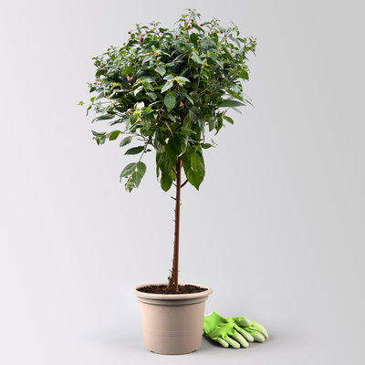 Fuchsie, Stamm, Farbe zufällig, Topf-Ø 23 cm Fuchsie, Stamm, Farbe zufällig, Topf-Ø 23 cm
