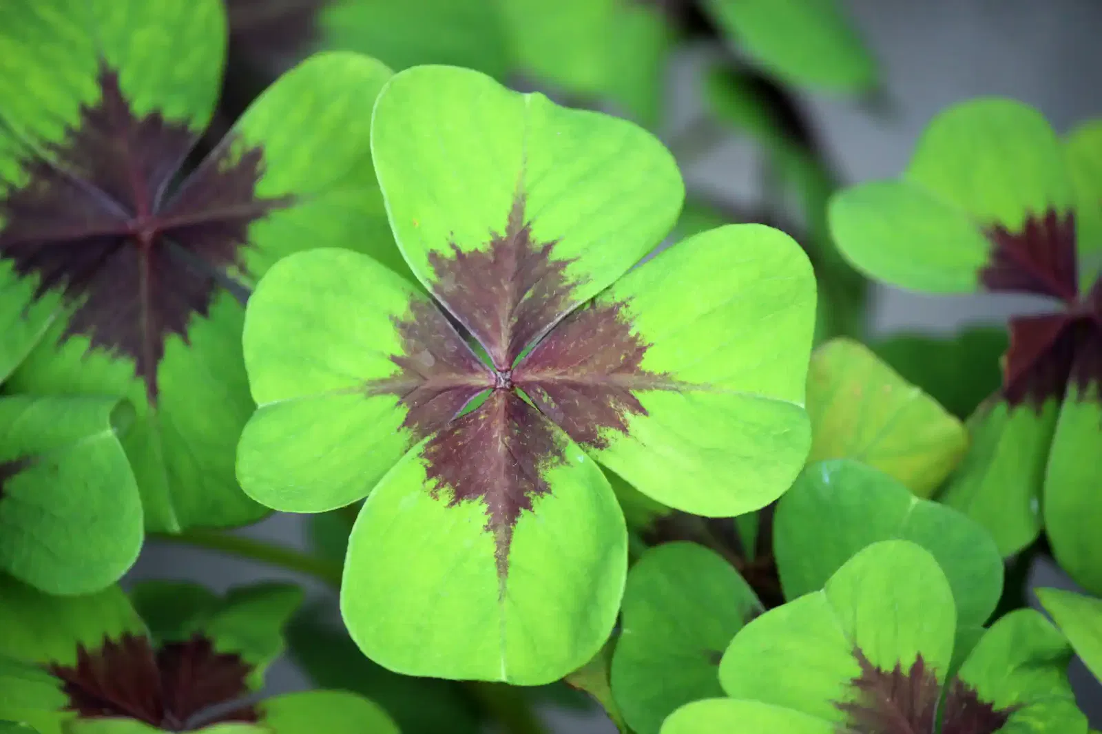 Glücksklee als Symbol für Glück im neuen Jahr
