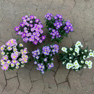 Aster novi-belgii Farben zufällig, Topf-Ø 12 cm, 6er-Set Aster novi-belgii Farben zufällig, Topf-Ø 12 cm, 6er-Set