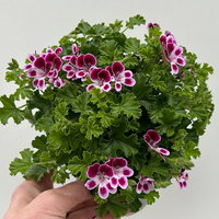 Duftgeranie 'Angel Aroma®Nova®', bordeaux-weiß, Topf-Ø 12 cm, 6 Pflanzen