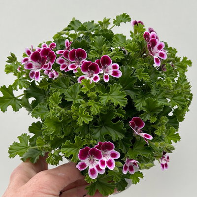 Duftgeranie 'Angel Aroma®Nova®', bordeaux-weiß, Topf-Ø 12 cm, 6 Pflanzen