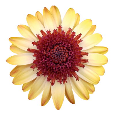 Osteospermum 'Banana Shake' gelb-rot, gefüllt, Topf-Ø 12 cm, 6 Pflanzen Osteospermum 'Banana Shake' gelb-rot, gefüllt, Topf-Ø 12 cm, 6 Pflanzen