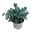 Eukalyptus, Busch, Topf-Ø 12 cm, 3er-Set Eukalyptus, Busch, Topf-Ø 12 cm, 3er-Set