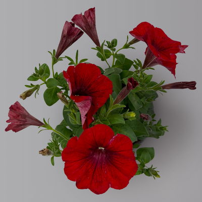 Petunie 'Cascadias™ Chili Red' rot, hängend, Topf-Ø 13 cm, 6 Pflanzen