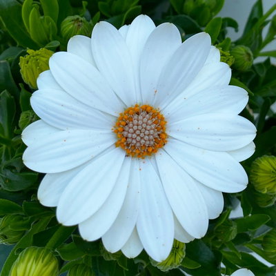 Kapkörbchen creme, Topf-Ø 12 cm, 6er-Set