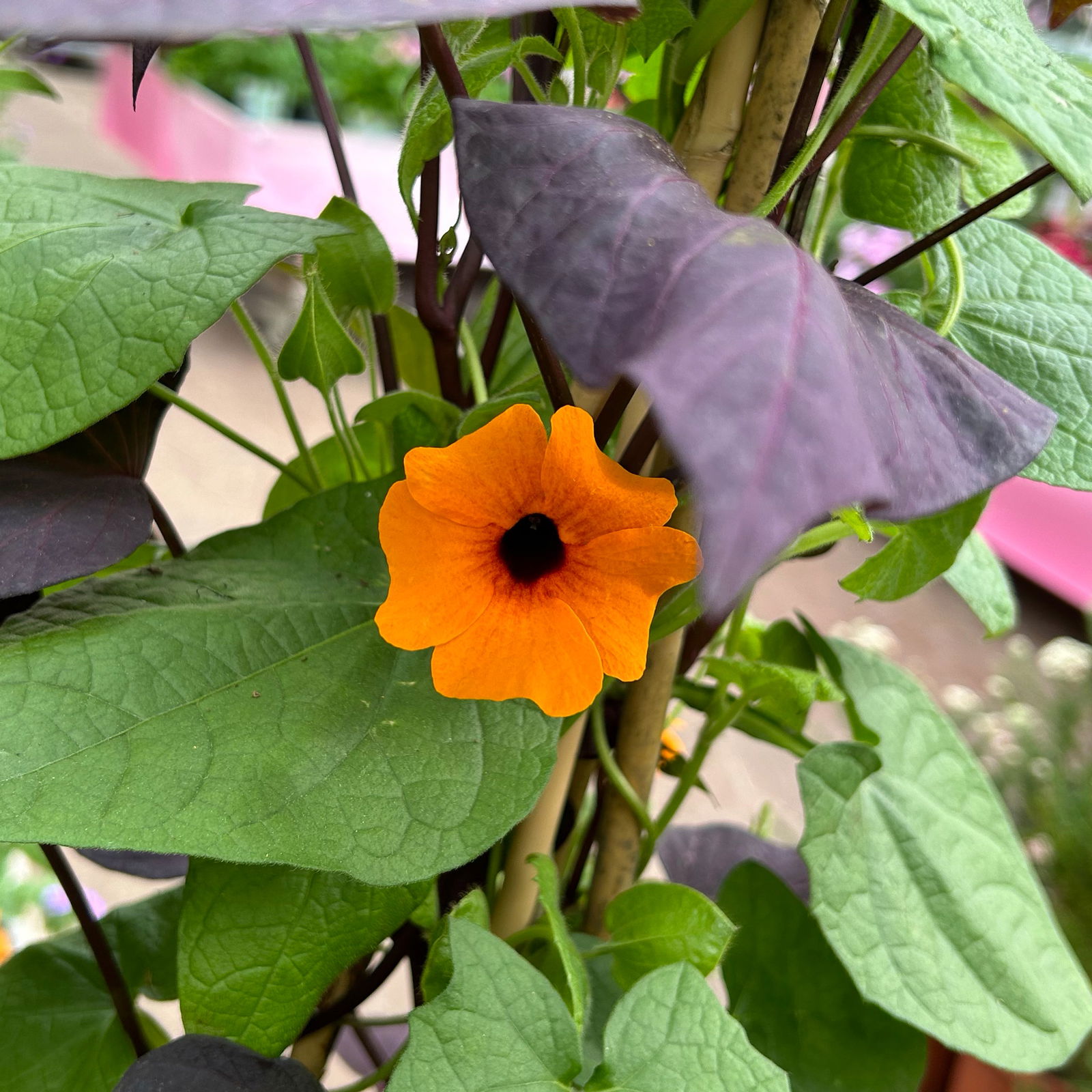 Thunbergia-Ziersüßkartoffel Pyramide, Farbe zufällig, Topf-Ø 21cm, Höhe ca.100cm