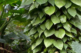 Philodendron Philodendron