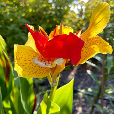 Canna 'Cleopatra', gelb-rot, Topf-Ø 17 cm, 2 Pflanzen Canna 'Cleopatra', gelb-rot, Topf-Ø 17 cm, 2 Pflanzen