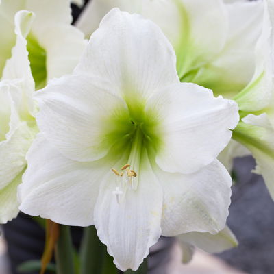 Amaryllis in Wachs XL, Dekor 'Forest Mix', Farbe zufällig, Blüte weiß Amaryllis in Wachs XL, Dekor 'Forest Mix', Farbe zufällig, Blüte weiß