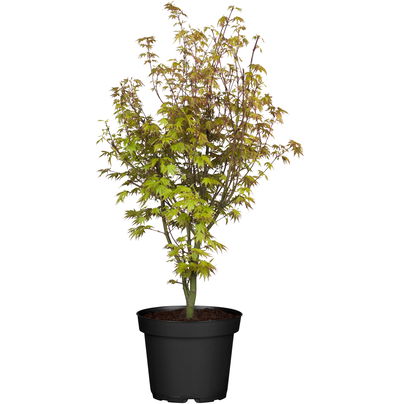 Japanischer Fächerahorn 'Orange Dream'; Höhe 60 - 80 cm, Topf 7,5 Liter Japanischer Fächerahorn 'Orange Dream'; Höhe 60 - 80 cm, Topf 7,5 Liter