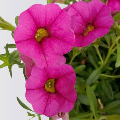 Pflanzenkreation 'Lillet Wild Berry', 12 Pflanzen inkl. Erde und Dünger