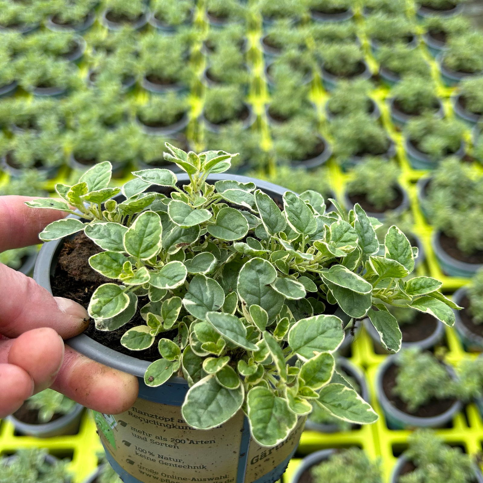 Bio Buntlaubiger Oregano, Topf-Ø 12cm