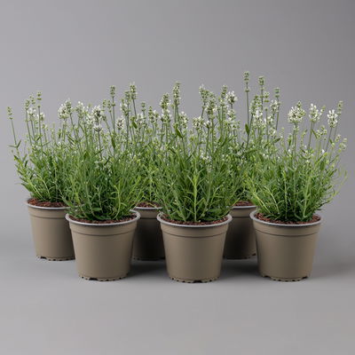 Lavendel 'Alba', weiß, Topf-Ø 13 cm, 6er-Set