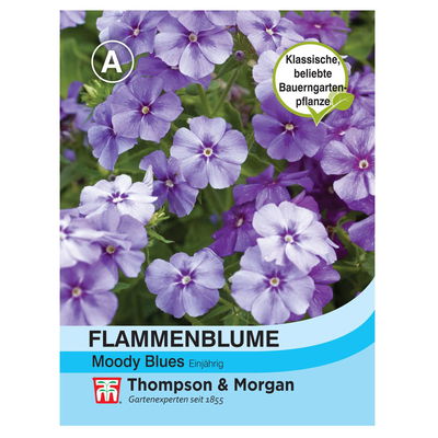 Flammenblumensamen 'Moody Blues' Flammenblumensamen 'Moody Blues'