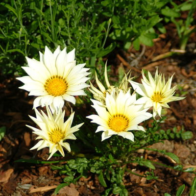 Mittagsgold Farbe zufällig, Topf-Ø 12 cm, 6er-Set Mittagsgold Farbe zufällig, Topf-Ø 12 cm, 6er-Set