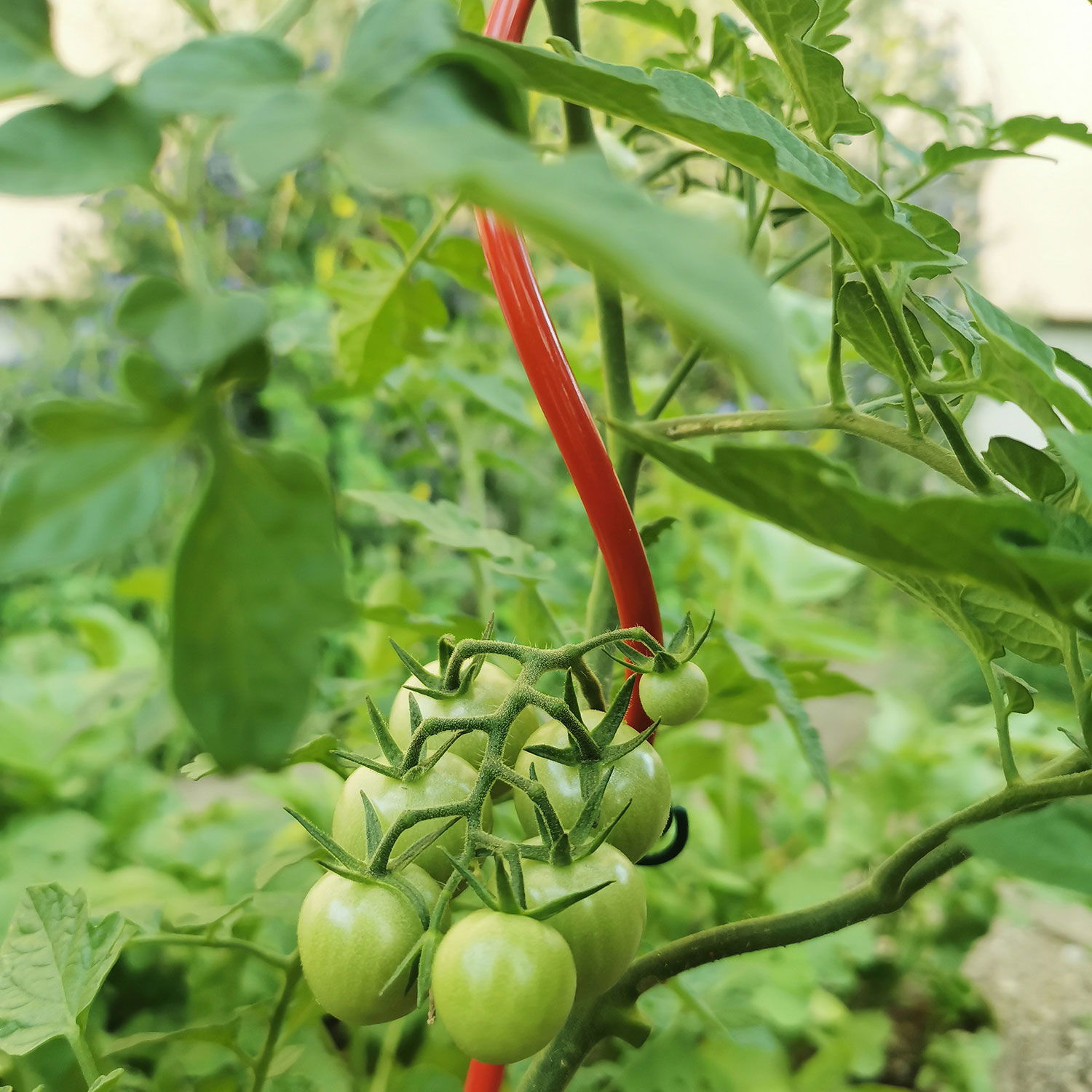 Tomatenspirale 'COLORATA', rot, H110 x Ø5 cm